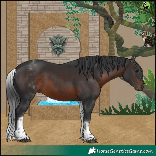 Horse Color:White Spotted Brown