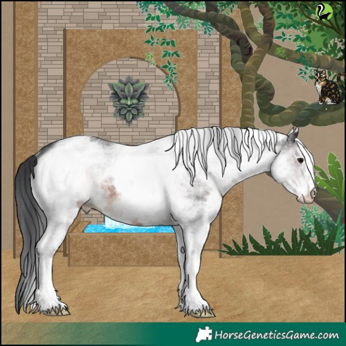 Horse Color:White Spotted Brown