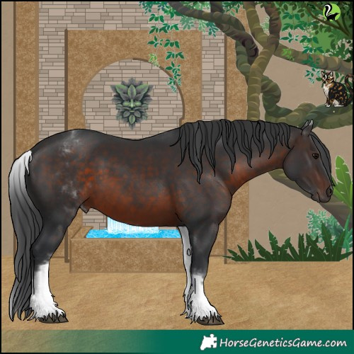 Horse Color:White Spotted Brown 