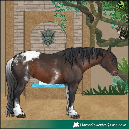 Horse Color:White Spotted Brown Blanket