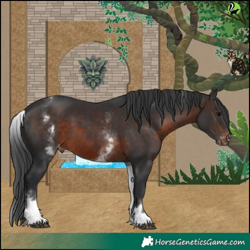 Horse Color:White Spotted Brown Varnish