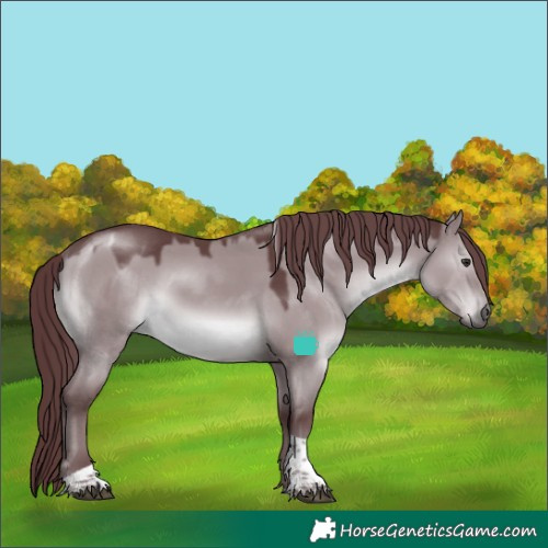 Horse Color:Chocolate Grullo Chinchilla Tobiano 