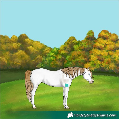 Horse Color:Buckskin Roan Dun Splash Frame Snowcap