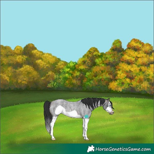 Horse Color:Brown Roan Sabino Splash Frame