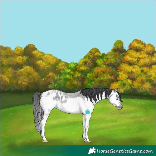 Horse Color:Blue Roan Sabino Splash Frame Blanket