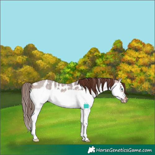 Horse Color:Bay Roan Dun Sabino Splash Frame Near Leopard 