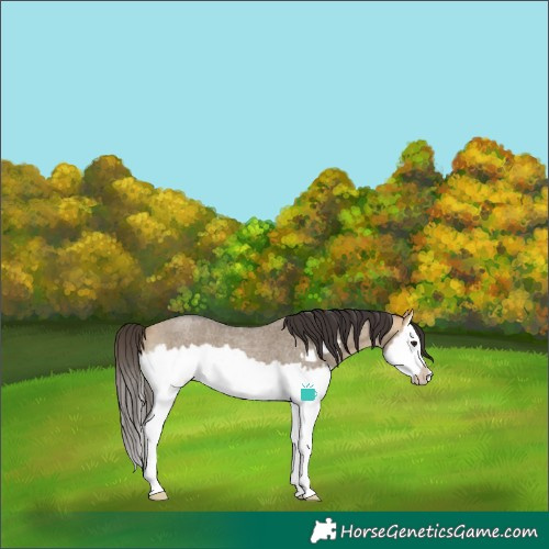 Horse Color:Buckskin Roan Dun Splash Frame 