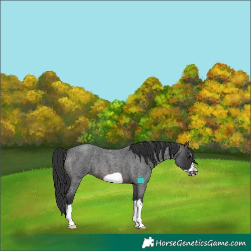 Horse Color:Brown Roan Sabino Splash Frame 