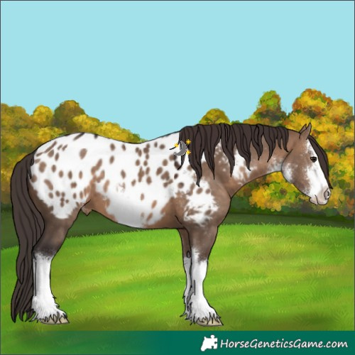 Horse Color:White Spotted Brown Dun Near Leopard 