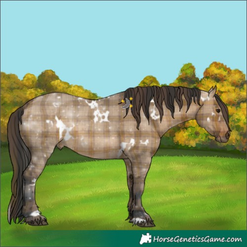 Horse Color:Plaid White Spotted Brown Dun