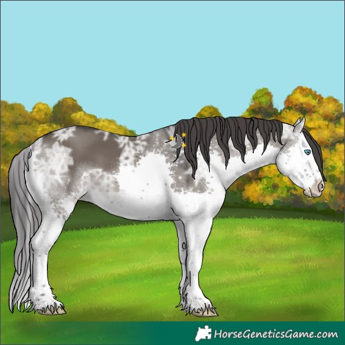 Horse Color:White Spotted Grullo Ice Splash 