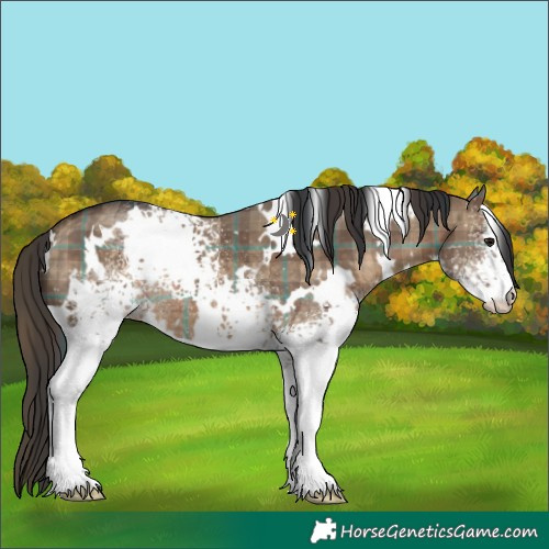 Horse Color:Plaid White Spotted Brown Dun