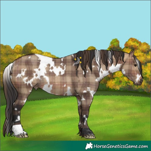 Horse Color:Plaid White Spotted Brown Dun Rabicano
