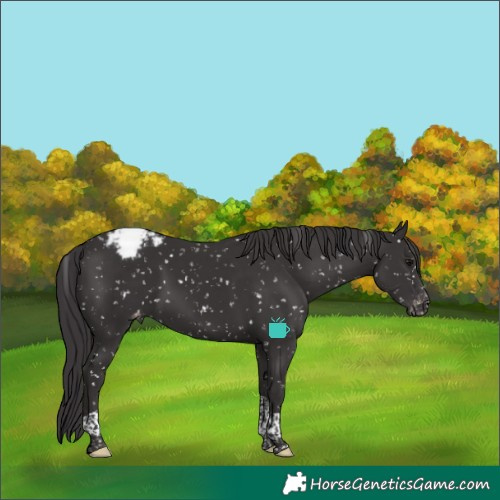 Horse Color:Smoky Black Tobiano Snowcap