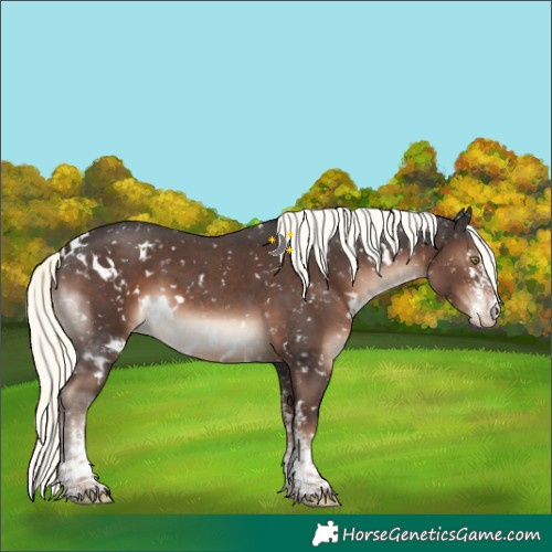 Horse Color:White Spotted Liver Chestnut Mushroom Sabino Blanket
