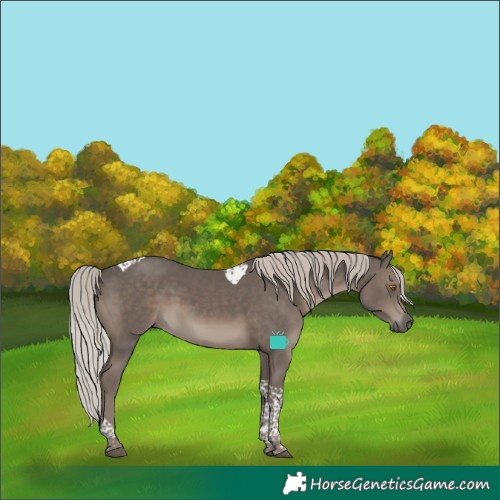 Horse Color:Silver Black Tobiano 