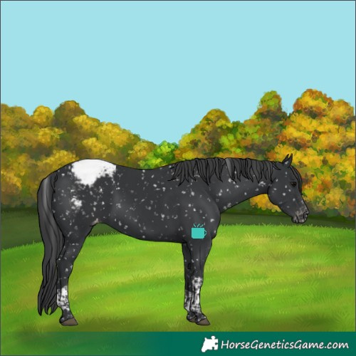 Horse Color:Black Tobiano Snowcap 