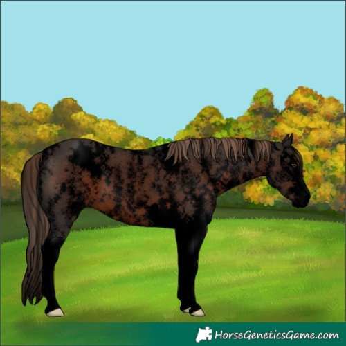 Horse Color:Void White Spotted Liver Chestnut Splash