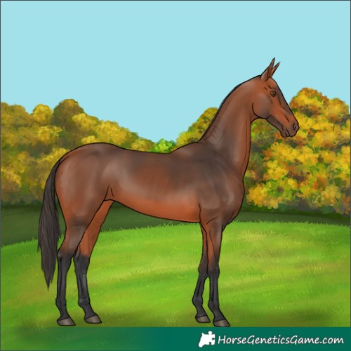 Horse Color:Bay Rabicano
