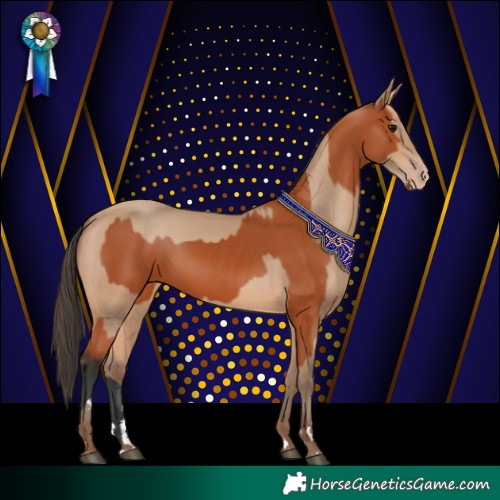 Horse Color:Bay  and Amber Champagne 