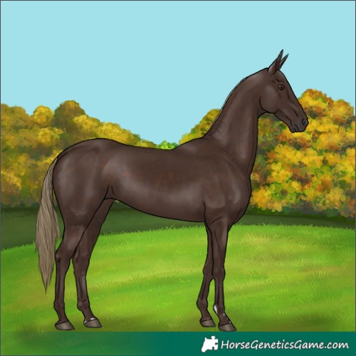 Horse Color:Liver Chestnut 