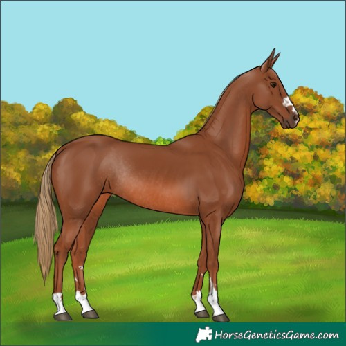 Horse Color:Chestnut Rabicano