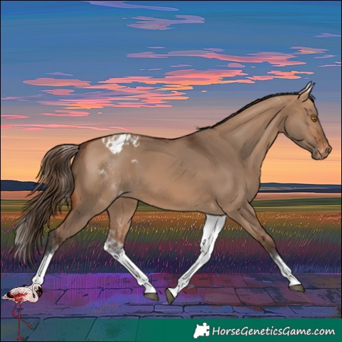 Horse Color:White Spotted Bay Dun Varnish 
