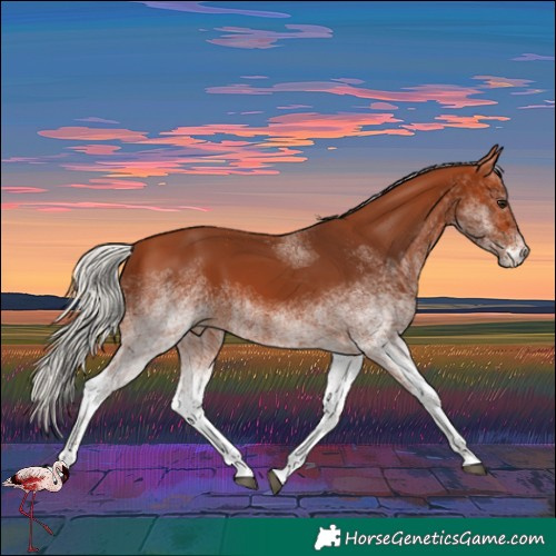 Horse Color:White Spotted Silver Bay Rabicano 