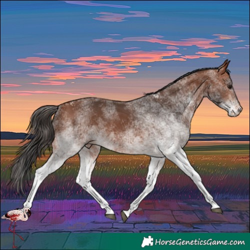 Horse Color:White Spotted Bay Rabicano