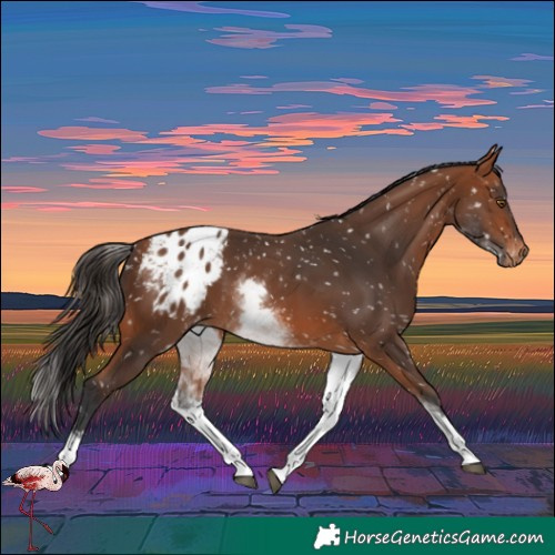 Horse Color:White Spotted Bay Blanket