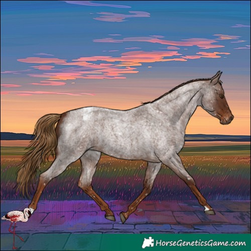 Horse Color:Gray Red Roan Snowflake Varnish Rabicano