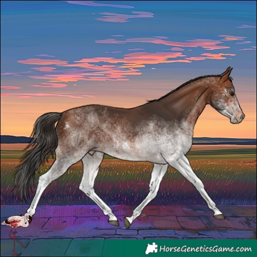 Horse Color:White Spotted Bay 