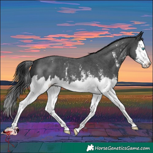 Horse Color:Black Sabino Splash