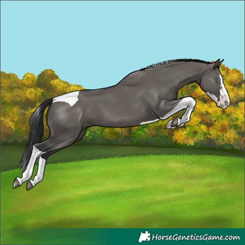 Horse Color:Grullo Splash Tobiano 