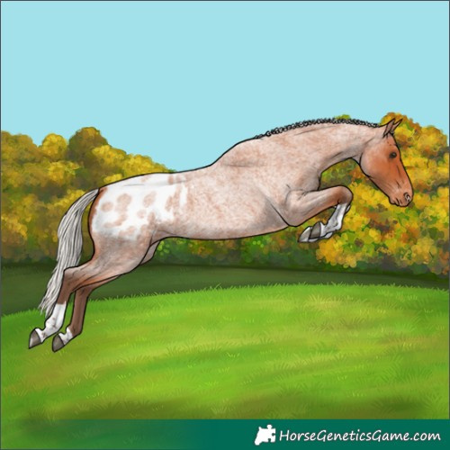Horse Color:Silver Bay Roan Tobiano Blanket