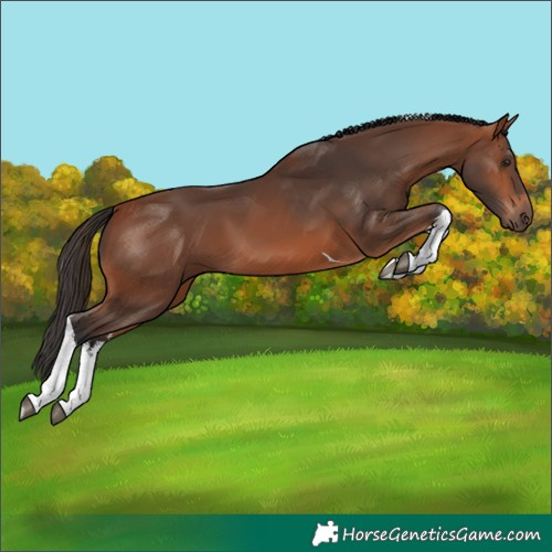 Horse Color:White Spotted Bay Tobiano 