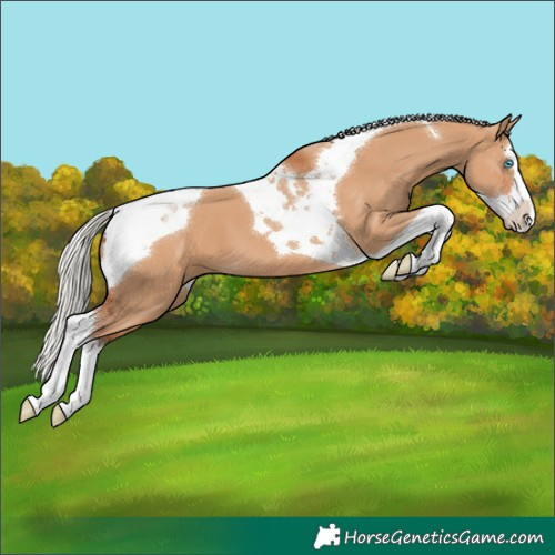 Horse Color:Silver Bay Dun Splash Tobiano 
