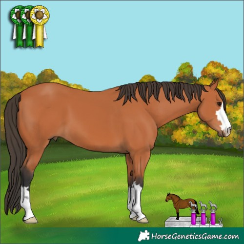Horse Color:Bay 