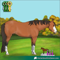 Horse Color:Bay 