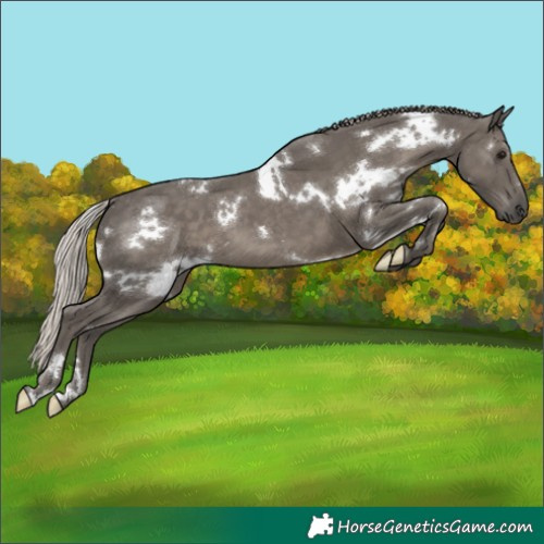 Horse Color:White Spotted Silver Black