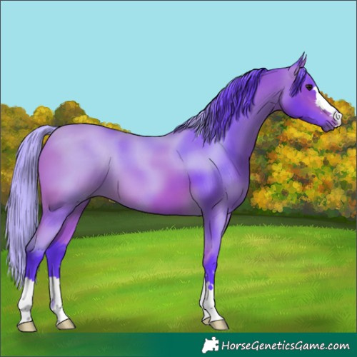 Horse Color:Watercolor Bay