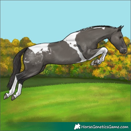 Horse Color:Grullo Tobiano Blanket 
