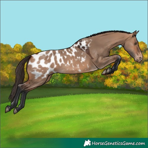 Horse Color:Bay Dun Blanket