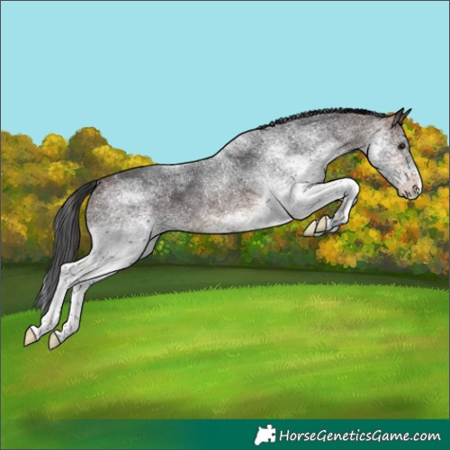 Horse Color:White Spotted Brown
