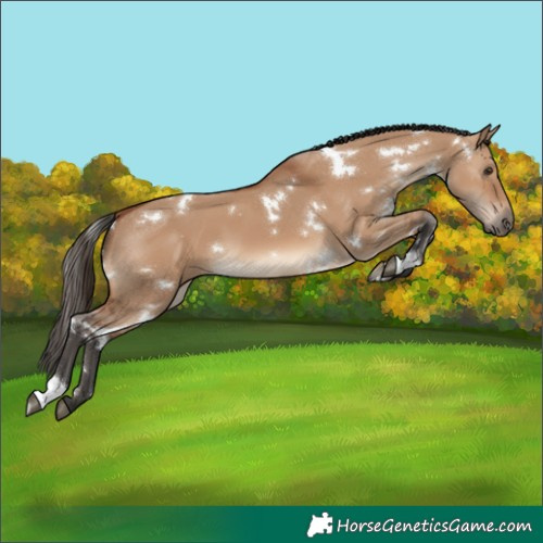 Horse Color:White Spotted Bay Dun