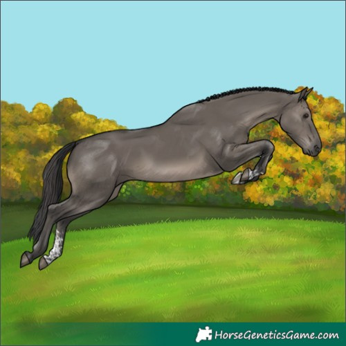 Horse Color:Grullo Sabino Rabicano 