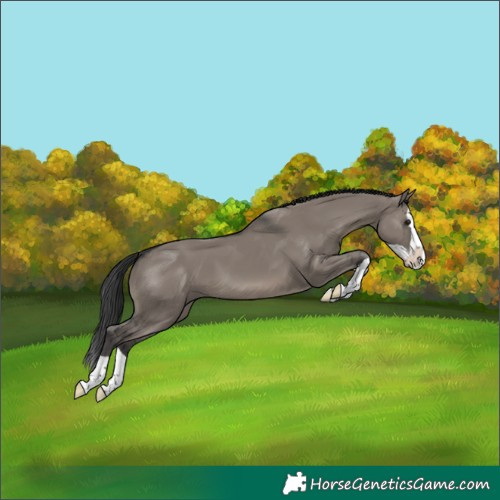 Horse Color:Grullo Splash