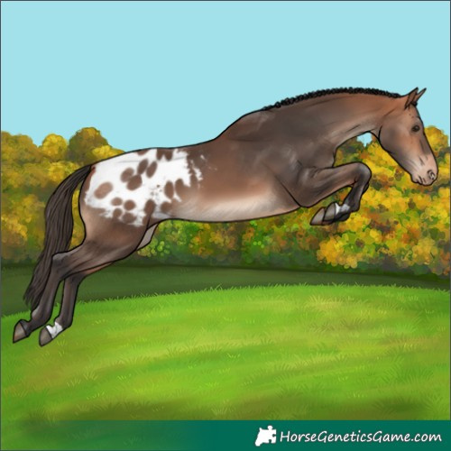 Horse Color:Bay Blanket