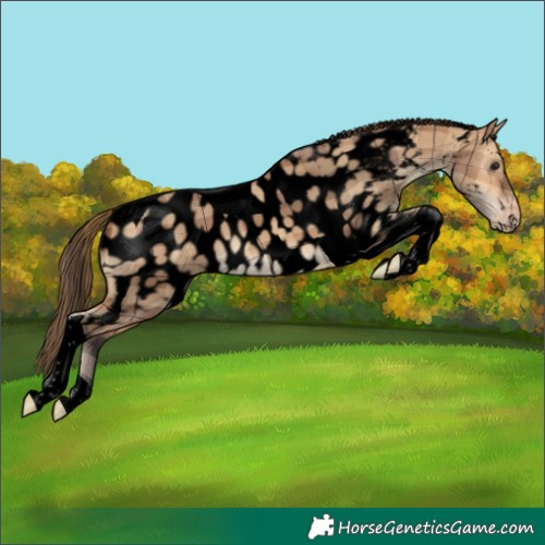 Horse Color:Void Plaid Bay Dun Tobiano Near Leopard