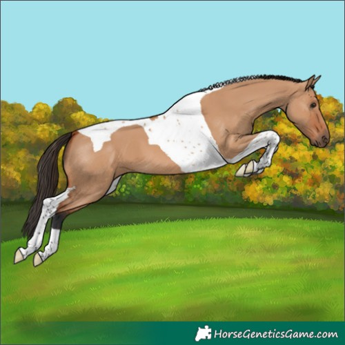 Horse Color:Bay Dun Tobiano